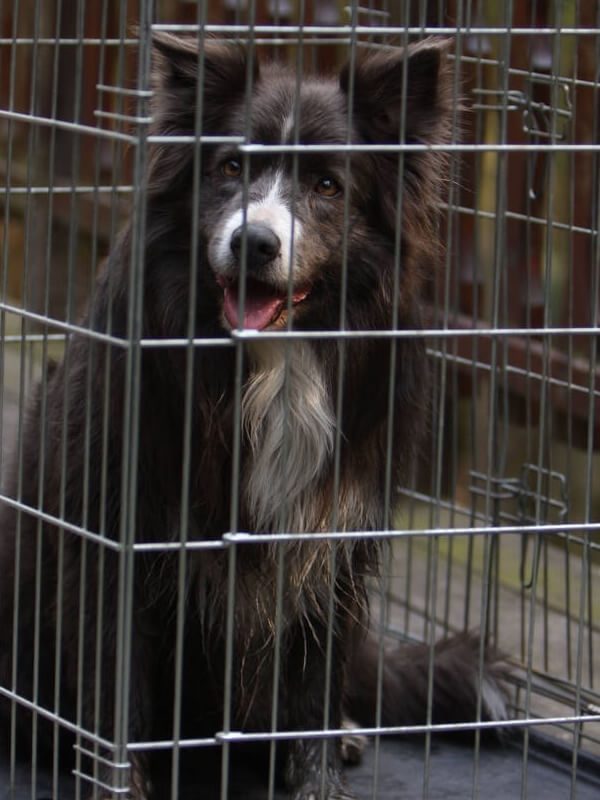 Cage métallique robuste pour grand chien