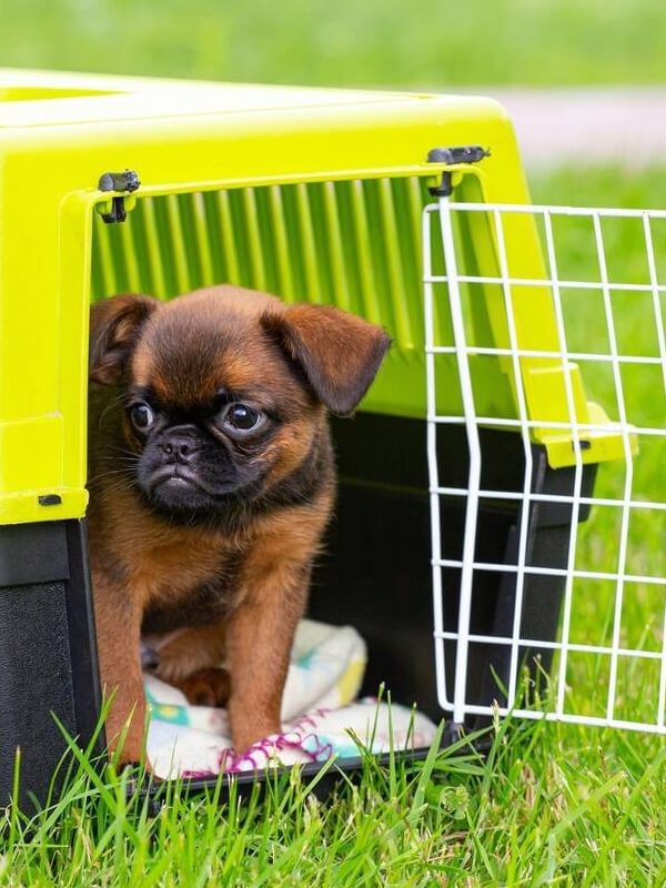 petit chien cage de transport dans un pres
