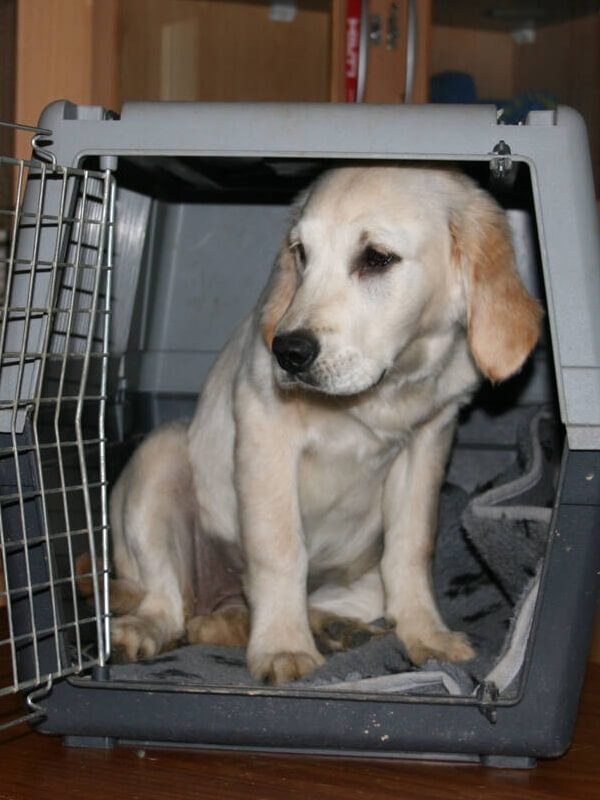 petite cage pour grand chien