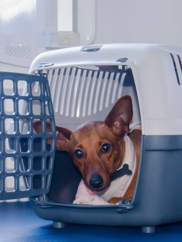 Bien choisir une cage de transport pour chien : tout savoir sur tailles et confort