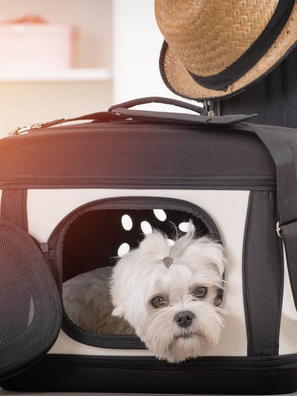 Cage souple en tissu pour petit chien