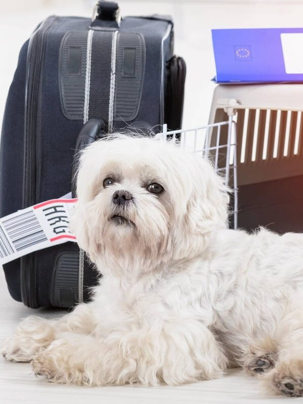 chien blanc cage voyage en avion