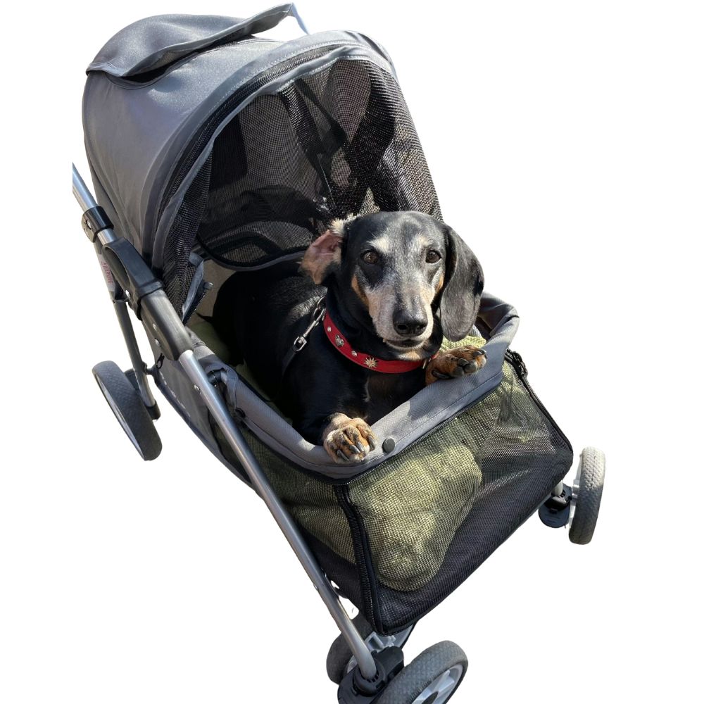 petit chien dans une poussette