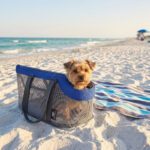 Sac De Transport Pour Chien Pliable sur la plage