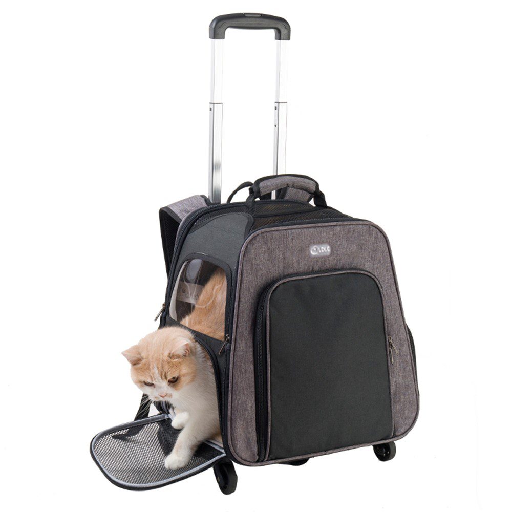 Chat crème et roux penché hors d'un sac à roulettes gris à poignée télescopique, panneau avant ouvert vers le bas