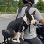 Sac à dos chien ventral 15-25kg
