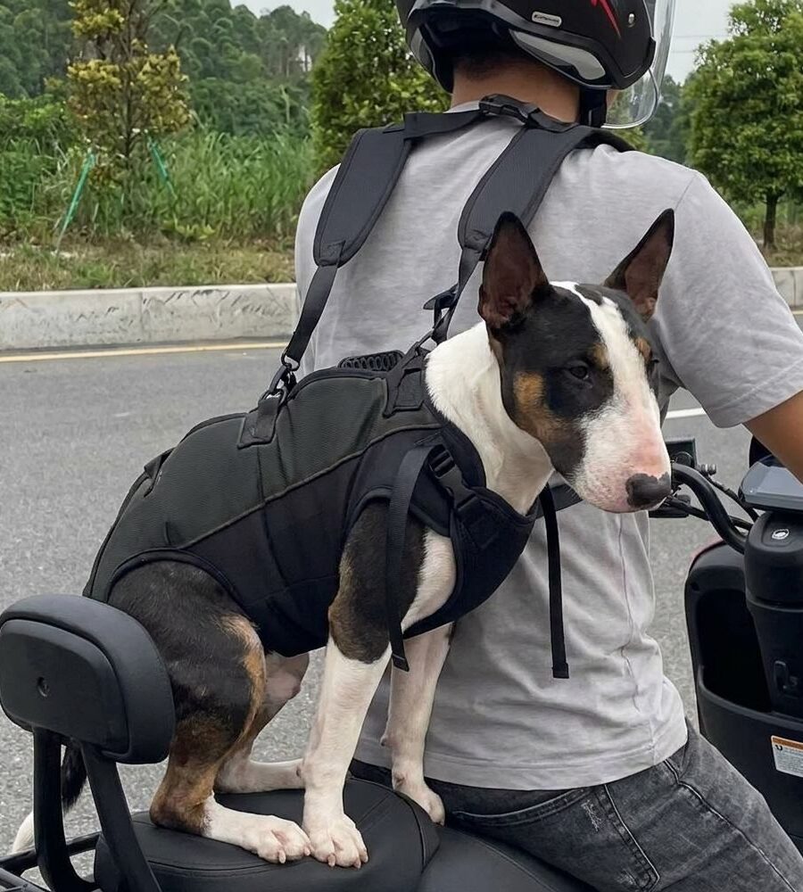 Sac à dos chien ventral 15-25kg