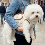 Sac Transport Chien 2-4kg Orange – Bandoulière Respirant Portable