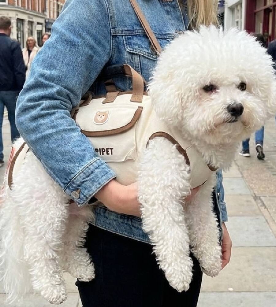 Sac Transport Chien 2-4kg Orange – Bandoulière Respirant Portable