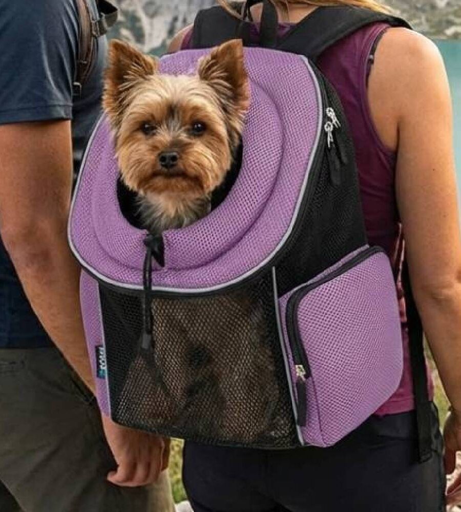 Sac à dos transport chien chat hublot ventilé violet face avant