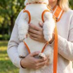 Accueil cages-chien.fr Transport pour chien