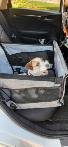 Siège transport chien voiture XXL 30 kg — grand chien photo review