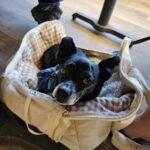 Sac De Transport Pour Chien 6 kg photo review