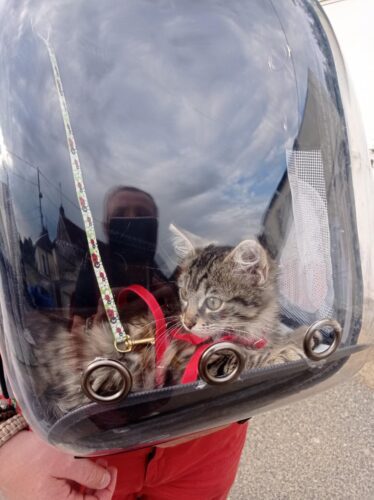 Sac à Dos Transport Chat Oxford Transparent - 9 Trous Aération Jaune photo review