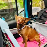 Siège transport chien voiture XXL 30 kg — grand chien photo review