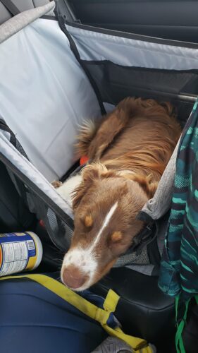 Siège transport chien voiture XXL 30 kg — grand chien photo review