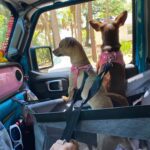 Siège transport chien voiture XXL 30 kg — grand chien photo review