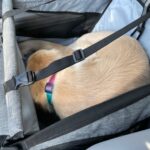 Siège transport chien voiture XXL 30 kg — grand chien photo review