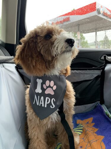 Siège transport chien voiture XXL 30 kg — grand chien photo review