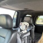 Siège transport chien voiture XXL 30 kg — grand chien photo review