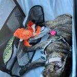 Siège transport chien voiture XXL 30 kg — grand chien photo review