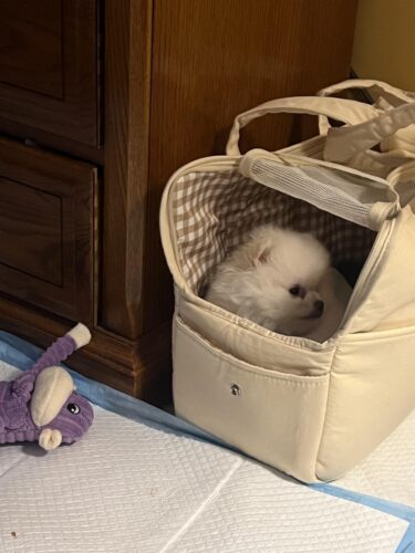 Sac De Transport Pour Chien 6 kg photo review