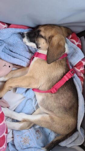 Siège transport chien voiture XXL 30 kg — grand chien photo review