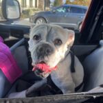 Siège transport chien voiture XXL 30 kg — grand chien photo review