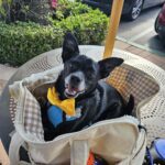 Sac De Transport Pour Chien 6 kg photo review