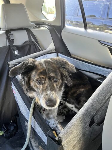 Siège transport chien voiture XXL 30 kg — grand chien photo review