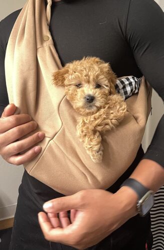 Sac De Transport Pour Chien Ventral photo review