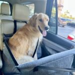 Siège transport chien voiture XXL 30 kg — grand chien photo review