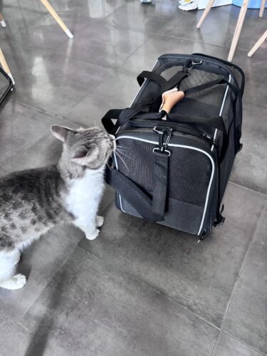 Sac De Transport Pour Chien Avion - Homologué Cabine photo review