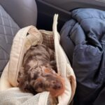 Sac De Transport Pour Chien 6 kg photo review
