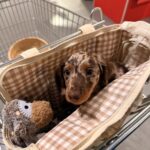 Sac De Transport Pour Chien 6 kg photo review