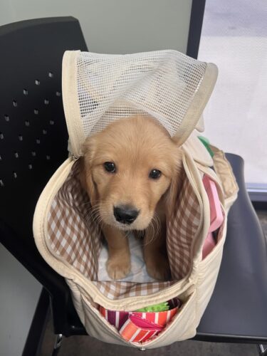 Sac De Transport Pour Chien Yorkshire photo review