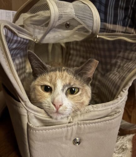 Sac De Transport Pour Chien Yorkshire photo review