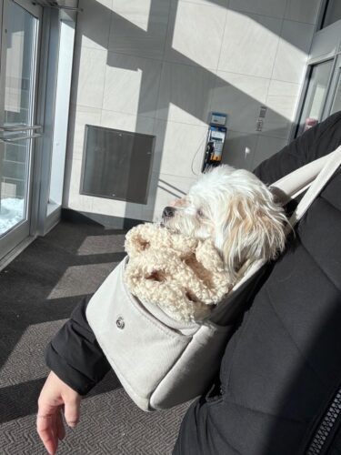 Sac De Transport Pour Chien Yorkshire photo review