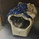 Sac De Transport Pour Chien Yorkshire photo review