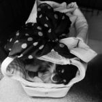 Sac De Transport Pour Chien Yorkshire photo review