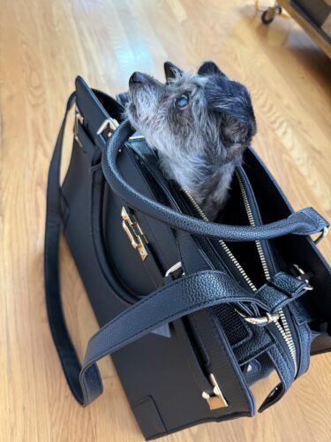 Sac de Transport Cuir PU Élégant - Petit Chien & Chat photo review