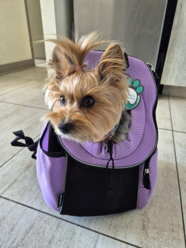 Click to view full screen Sac à dos transport chien chat hublot ventilé violet face avant photo review