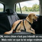 Est-il interdit de faire monter son chien en voiture depuis le 1er juillet 2025 ? La vérité.