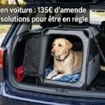Quelle amende si mon chien n'est pas attaché en voiture ?