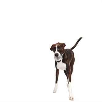 Balle chien paillettes caoutchouc – photo 3