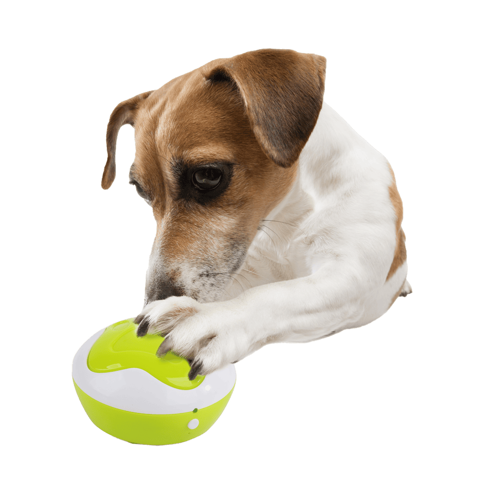 Boutons parlants AFP Interactives Dog Interpreter – photo 2