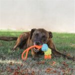 Corde chien 3 boules multicolore – photo 3