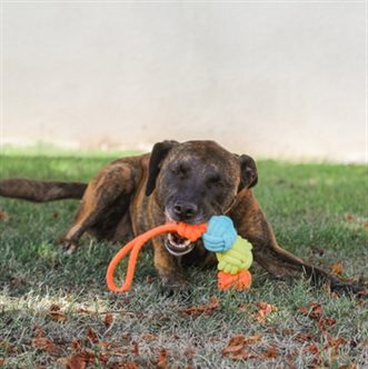 Corde chien 3 boules multicolore – photo 3