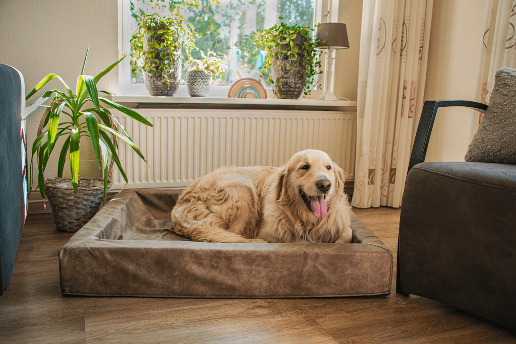 Coussin chien avec rebord – photo 3