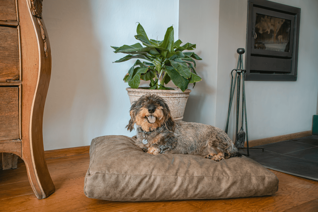 Coussin chien effet daim – photo 2
